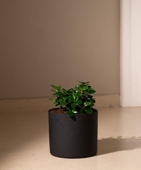 Ficus Microcarpa with Zen Planter