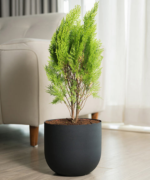 Thuja Plant with Arbor Planter