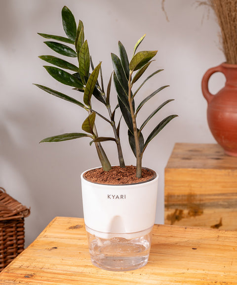 ZZ - Zamia Black Plant