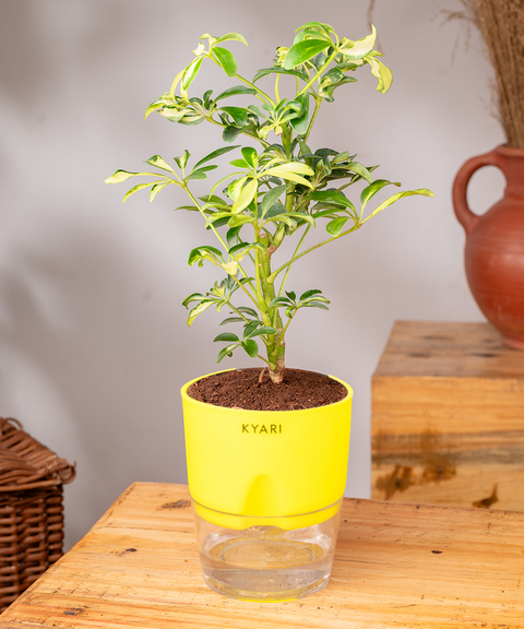 Schefflera Variegated Plant With Self Watering Pot