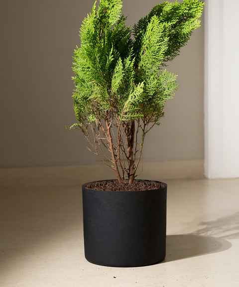 Thuja Plant with Zen Planter