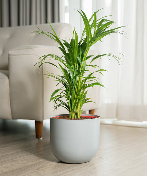 Areca Palm Plant