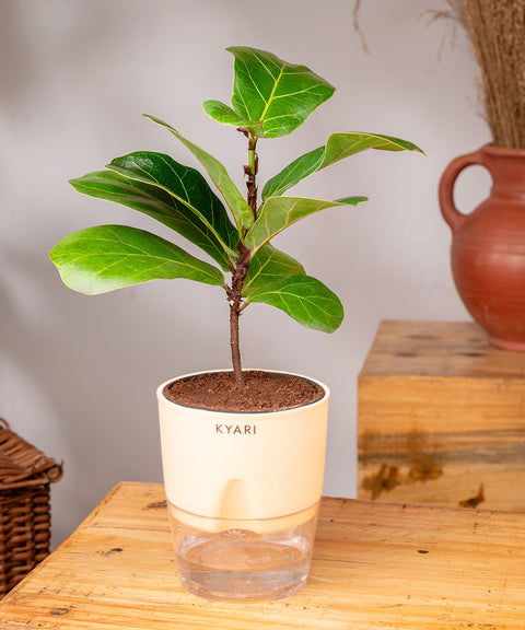 Fiddle Fig Plant - BYOB