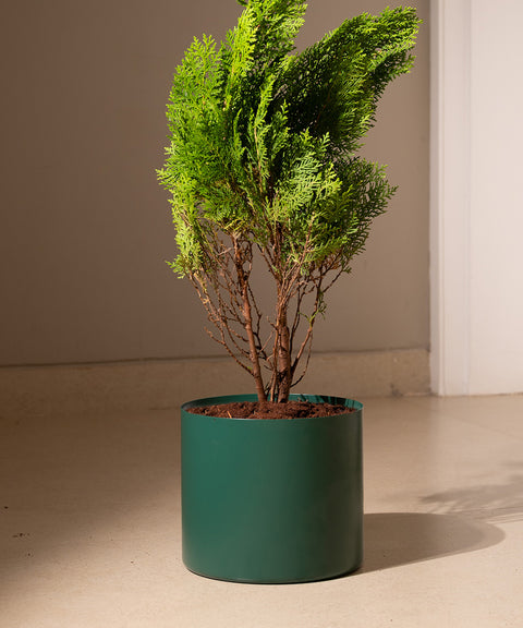 Thuja Plant with Zen Planter