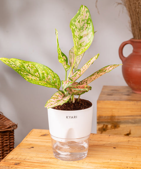 Aglaonema Pink Valentine Plant