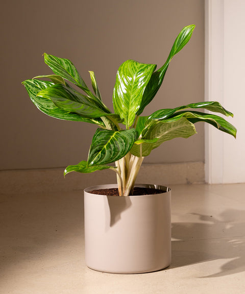 Aglaonema Ice Plant with Zen Planter