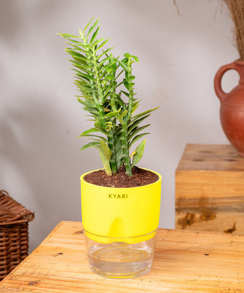 Pedilanthus Plant With Self Watering Pot