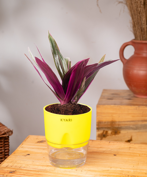 Oyster Plant With Self Watering Pot