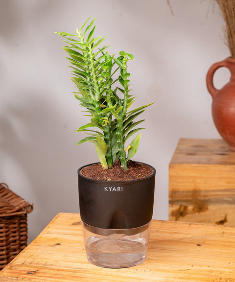 Pedilanthus Plant With Self Watering Pot