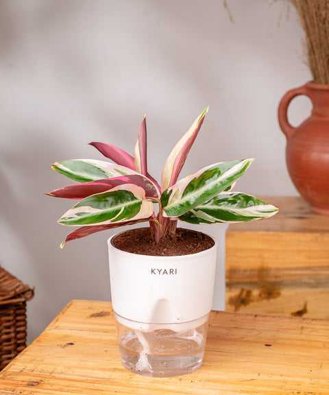 Calathea Triostar Plant