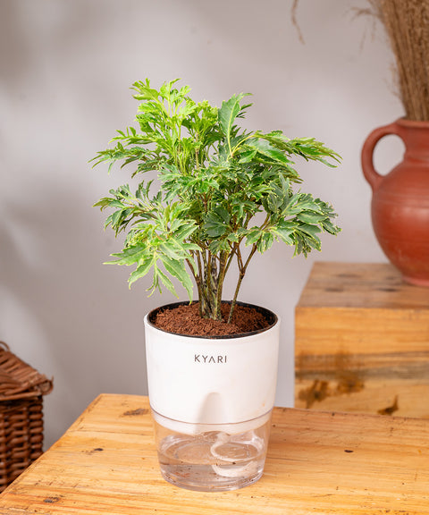 Aralia Green Plant