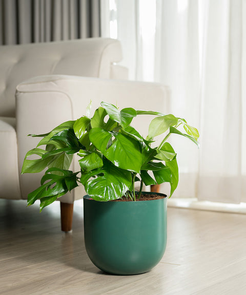 Monstera Deliciosa with Arbor Planter