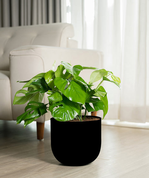 Monstera Deliciosa with Arbor Planter