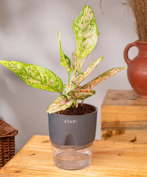 Aglaonema Pink Valentine Plant