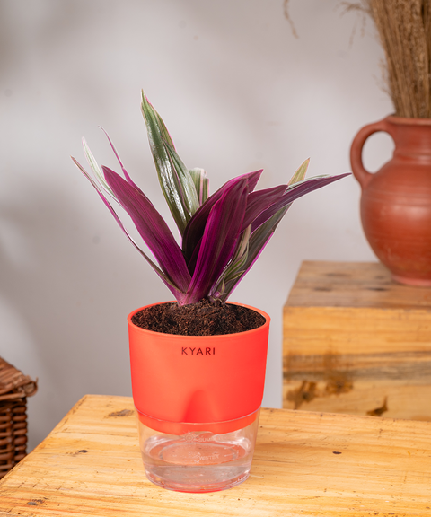 Oyster Plant With Self Watering Pot