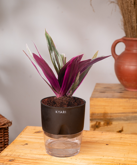 Oyster Plant With Self Watering Pot