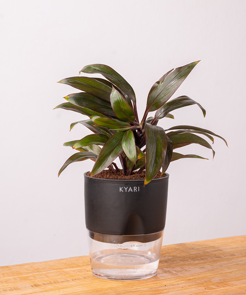 Dracaena Compacta Plant - BYOB