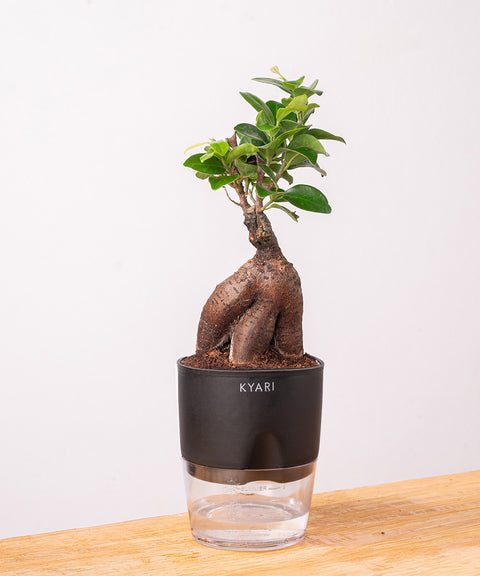 Lucky Bonsai Plant