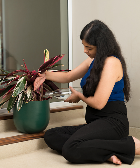 Calathea Triostar Plant