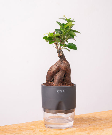 Lucky Bonsai Plant