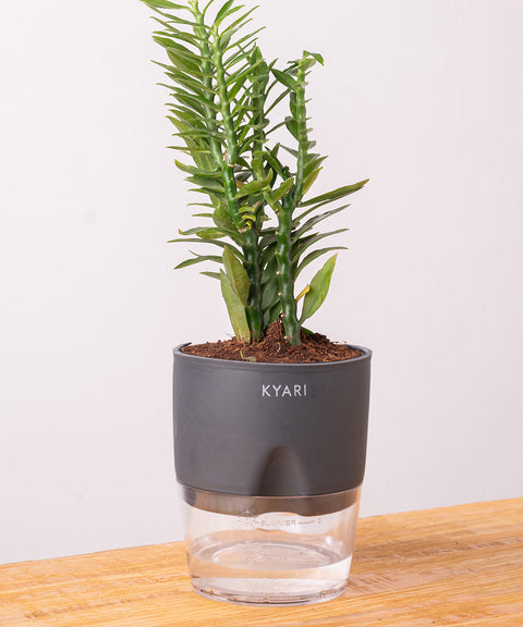 Pedilanthus Plant With Self Watering Pot