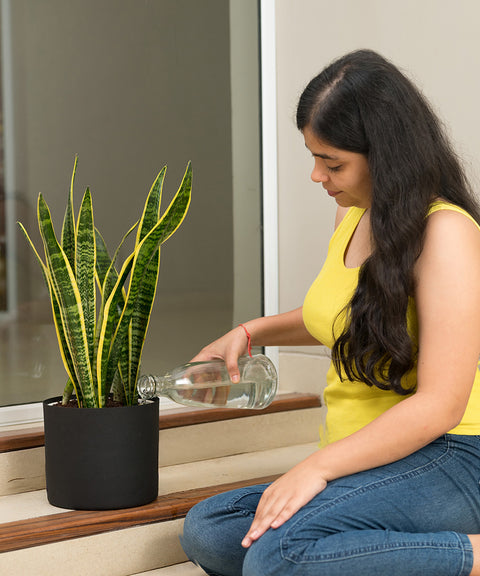 Sansevieria Laurentii with Zen Planter