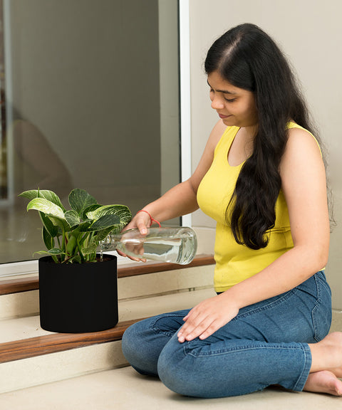 Philodendron Berkin with Zen Planter