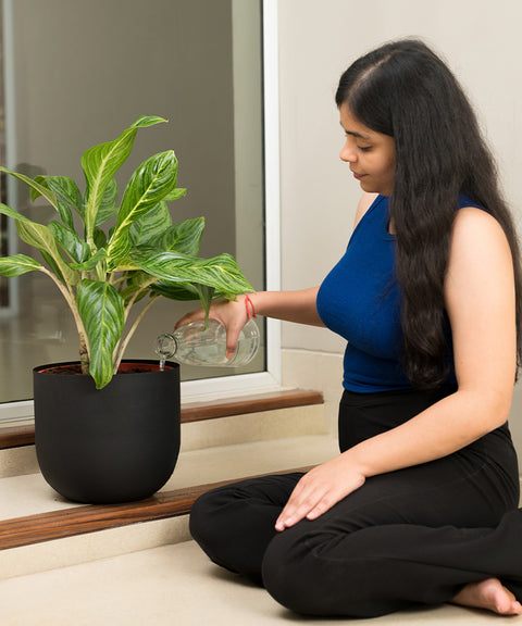 Aglonema Ice with Arbor Planter