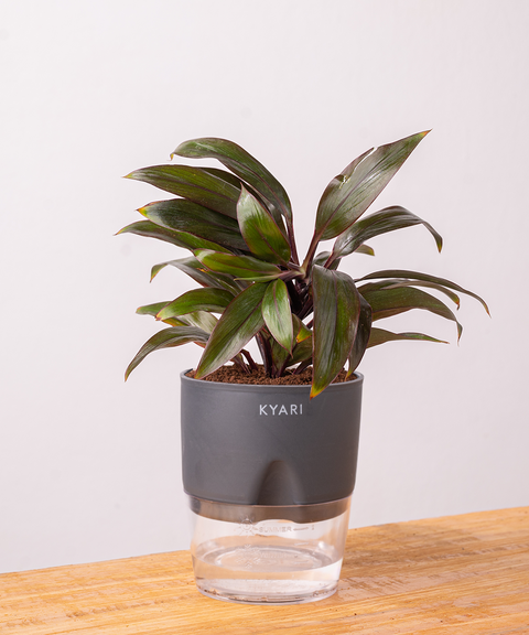 Dracaena Compacta Plant - BYOB