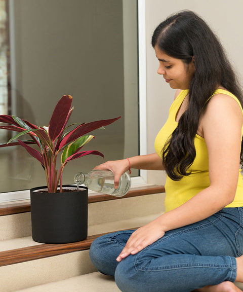 Calathea Triostar Plant