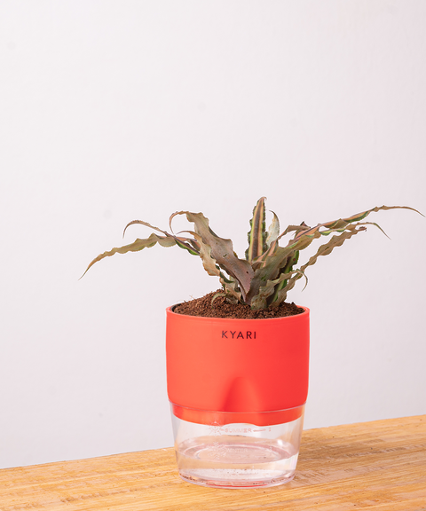 Cryptanthus Plant