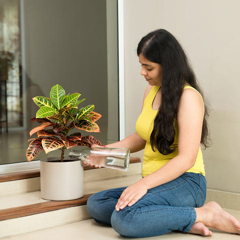 Croton Petra with Zen Planter