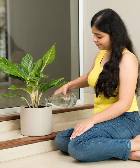 Aglaonema Ice Plant with Zen Planter