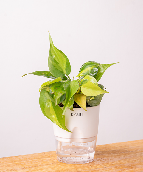 philodendron buy india Philodendron Brasil Plant With Self Watering Pot