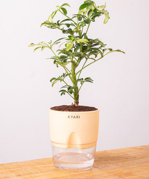 Ficus Safari Plant - BYOB