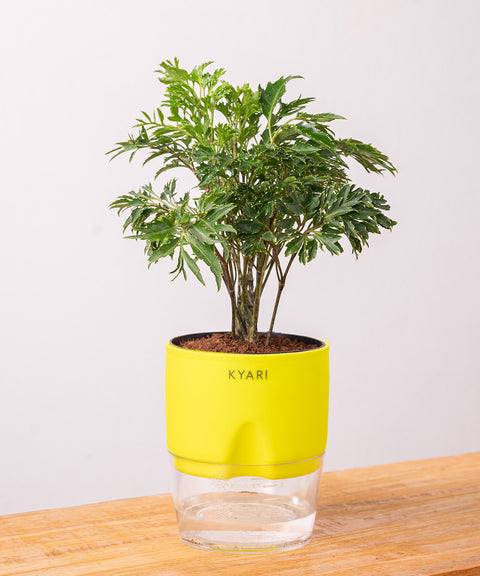 Aralia Green Plant