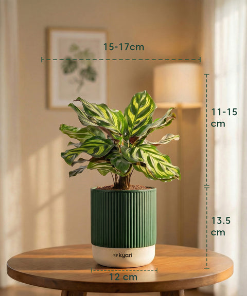 Peacock Plant with Medium Self Watering Pot