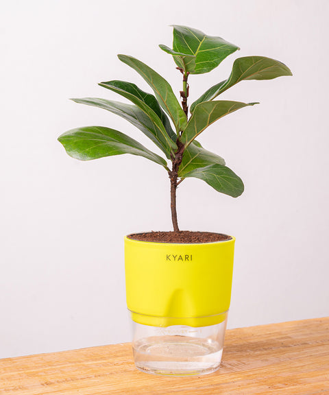 Fiddle Fig Plant