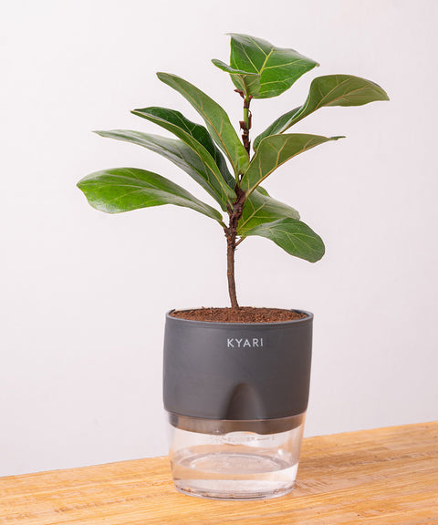 Fiddle Fig Plant - BYOB