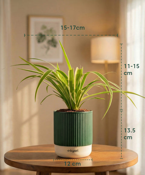 Spider Plant with Medium Self Watering Pot