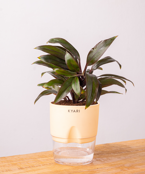 Dracaena Compacta Plant - BYOB