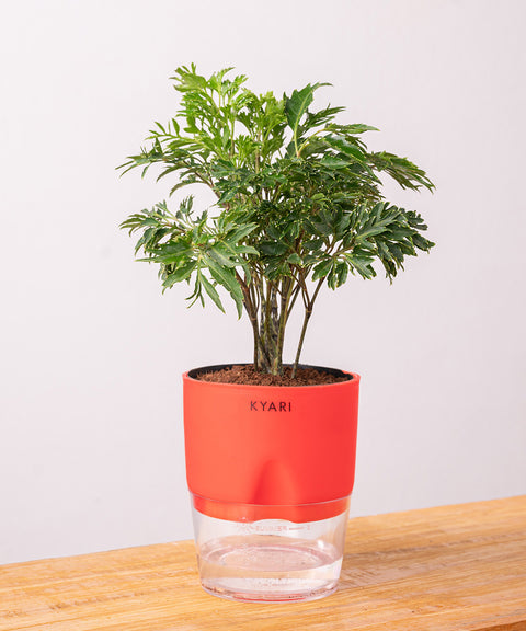 Aralia Green Plant - BYOB