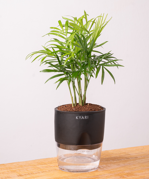 jade palm plant Chamaedorea Palm Plant With Self Watering Pot