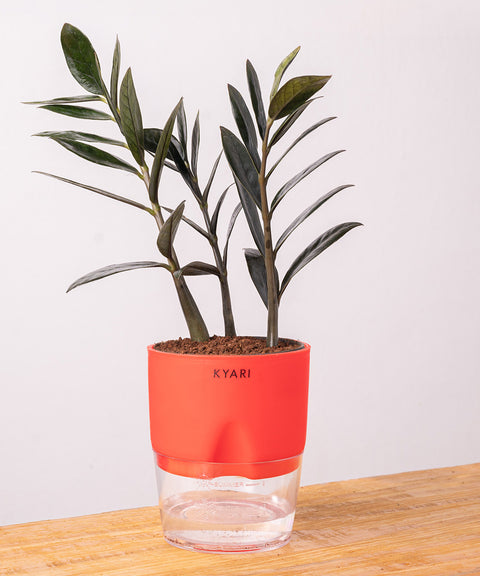 ZZ - Zamia Black Plant