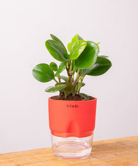 Peperomia Green Plant