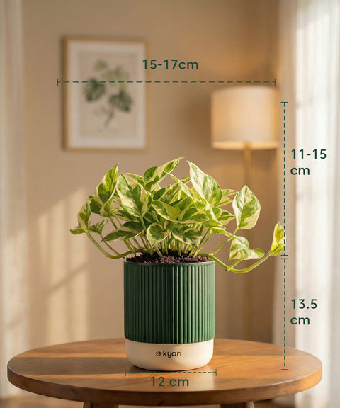 Money Variegated Plant with Medium Self Watering Pot