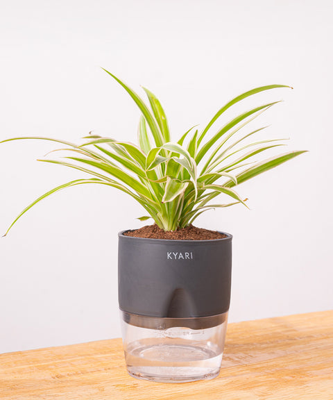 Spider Plant