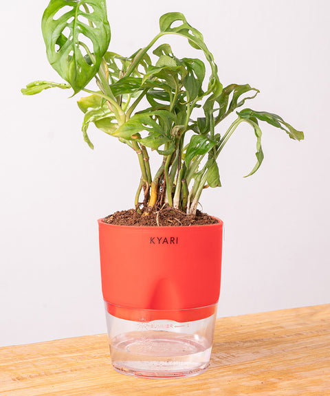 philodendron broken heart plant care Philodendron Broken Heart Plant With Self Watering Pot