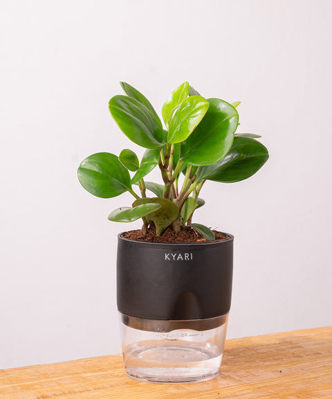 Peperomia Green Plant