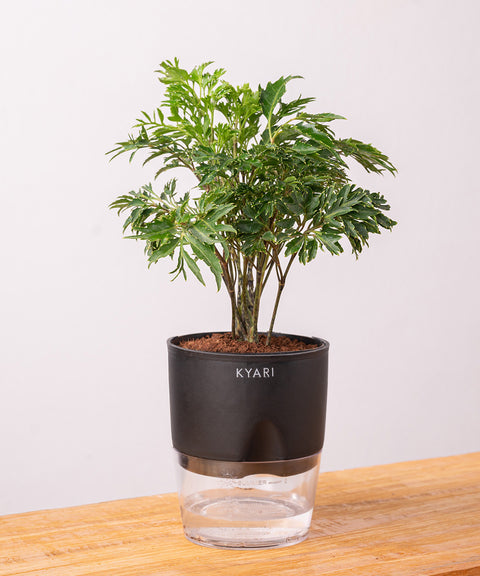 Aralia Green Plant